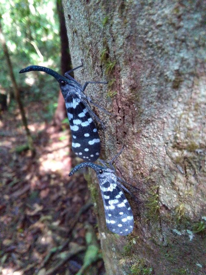 Sinharaja Forest Sanctuary Денияйя Экстерьер фото