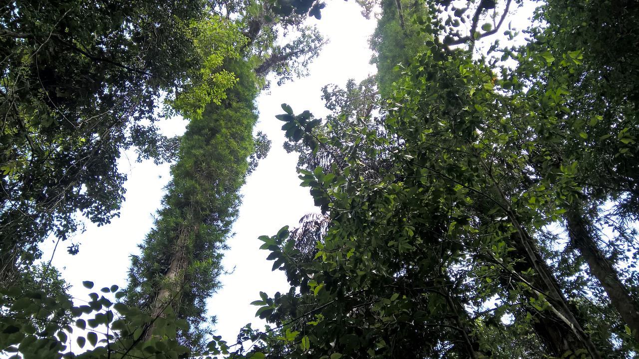 Sinharaja Forest Sanctuary Денияйя Экстерьер фото