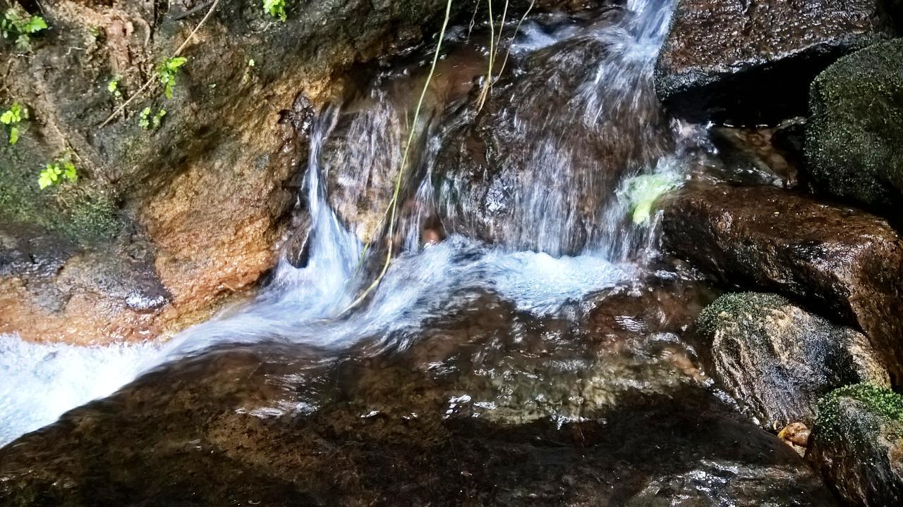 Sinharaja Forest Sanctuary Денияйя Экстерьер фото