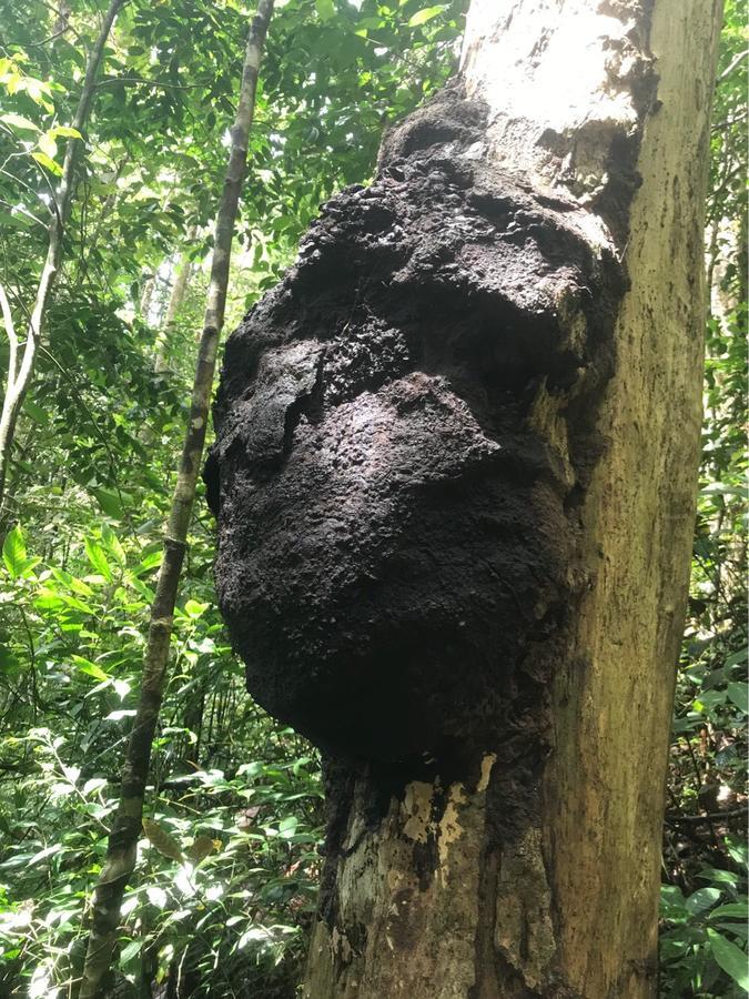 Sinharaja Forest Sanctuary Денияйя Экстерьер фото